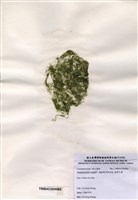 藏品(粗硬毛藻)的圖片